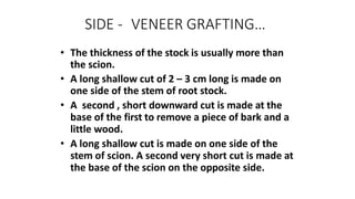 SIDE - VENEER GRAFTING…
• The thickness of the stock is usually more than
the scion.
• A long shallow cut of 2 – 3 cm long is made on
one side of the stem of root stock.
• A second , short downward cut is made at the
base of the first to remove a piece of bark and a
little wood.
• A long shallow cut is made on one side of the
stem of scion. A second very short cut is made at
the base of the scion on the opposite side.
 