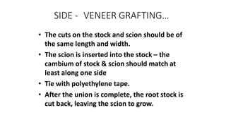 SIDE - VENEER GRAFTING…
• The cuts on the stock and scion should be of
the same length and width.
• The scion is inserted into the stock – the
cambium of stock & scion should match at
least along one side
• Tie with polyethylene tape.
• After the union is complete, the root stock is
cut back, leaving the scion to grow.
 