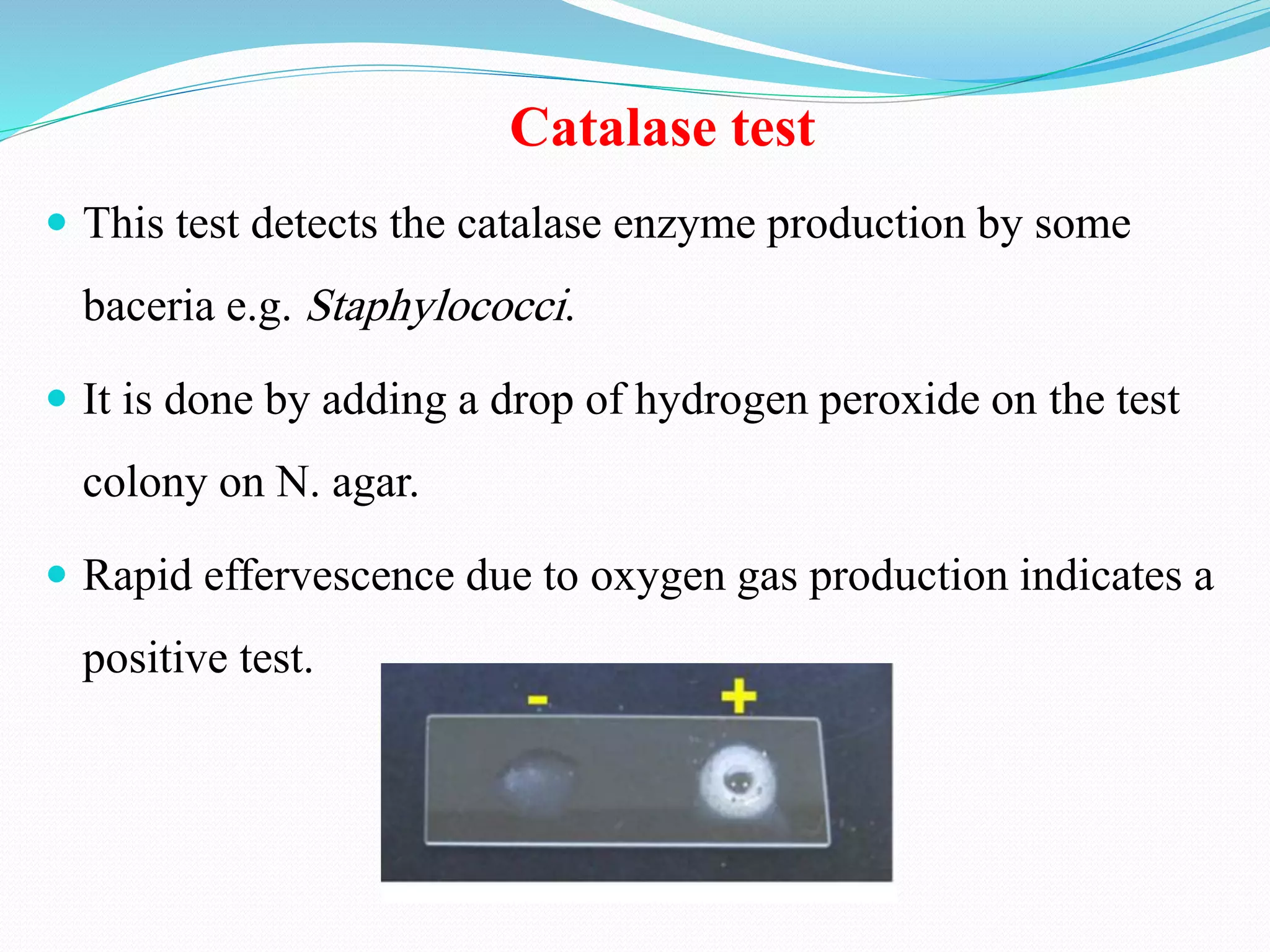 Catalase test
 This test detects the catalase enzyme production by some
baceria e.g. Staphylococci.
 It is done by adding a drop of hydrogen peroxide on the test
colony on N. agar.
 Rapid effervescence due to oxygen gas production indicates a
positive test.
 