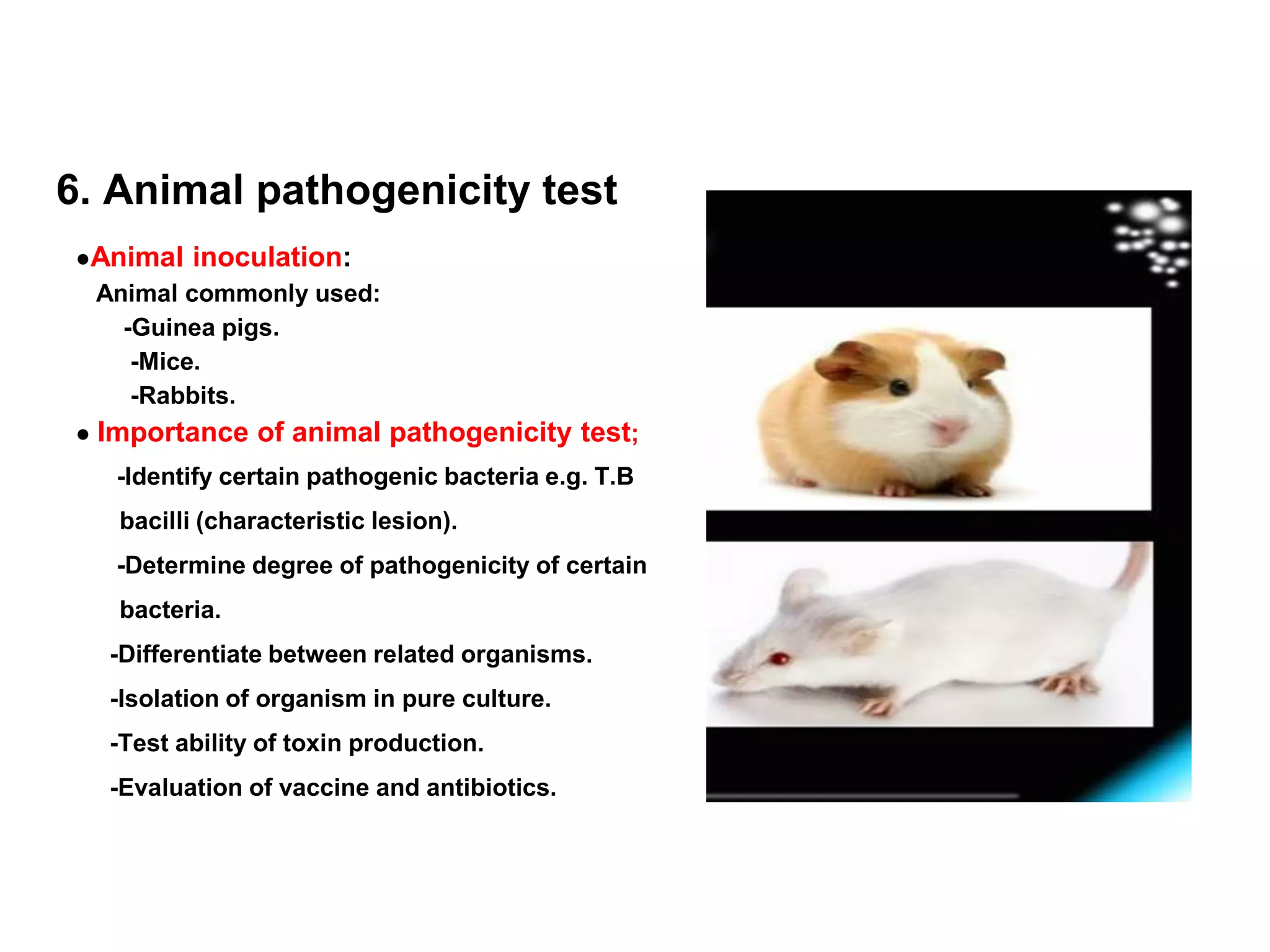 6. Animal pathogenicity test
●Animal inoculation:
Animal commonly used:
-Guinea pigs.
-Mice.
-Rabbits.
● Importance of animal pathogenicity test;
-Identify certain pathogenic bacteria e.g. T.B
bacilli (characteristic lesion).
-Determine degree of pathogenicity of certain
bacteria.
-Differentiate between related organisms.
-Isolation of organism in pure culture.
-Test ability of toxin production.
-Evaluation of vaccine and antibiotics.
 