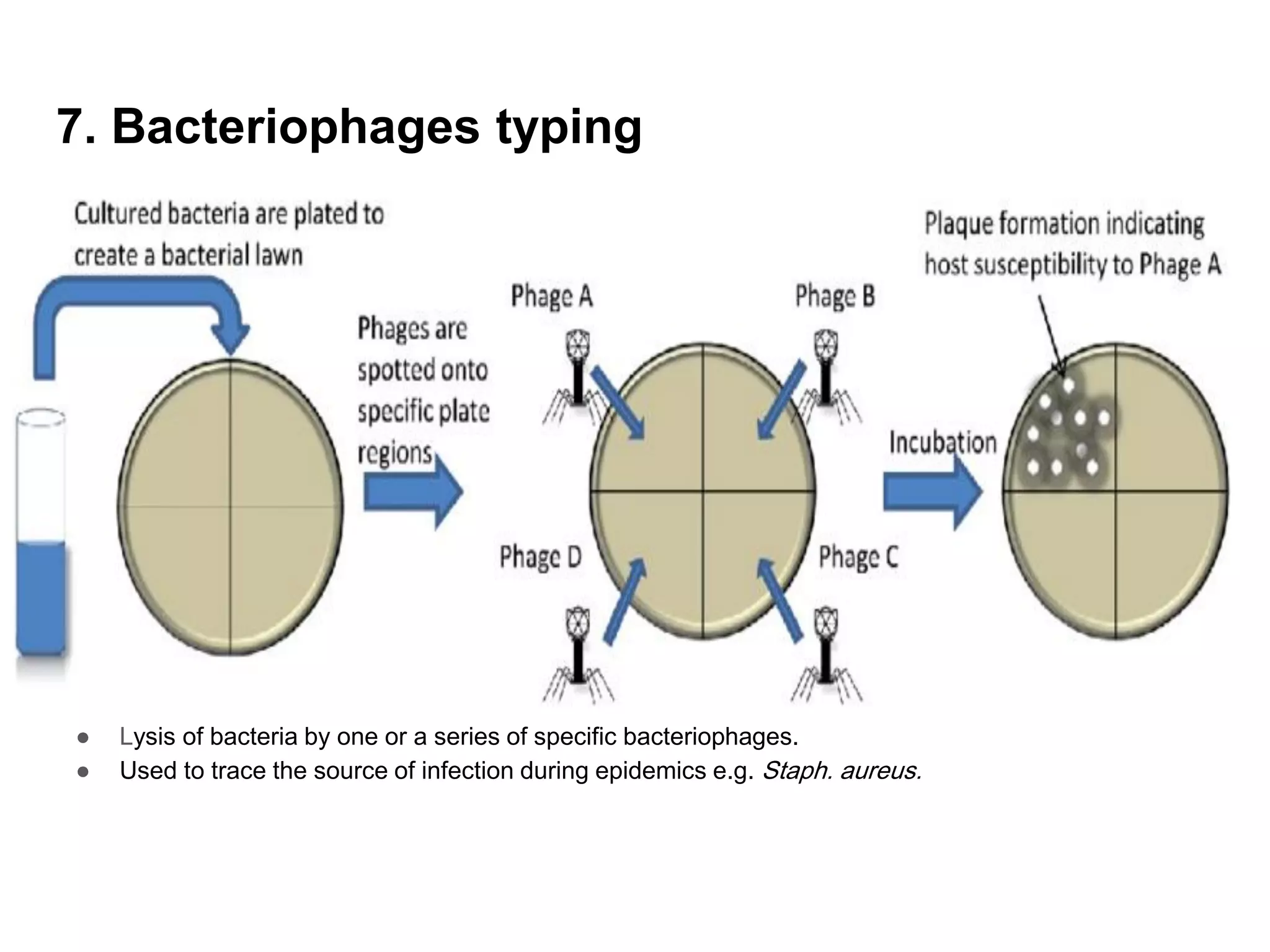 7. Bacteriophages typing
● Lysis of bacteria by one or a series of specific bacteriophages.
● Used to trace the source of infection during epidemics e.g. Staph. aureus.
 