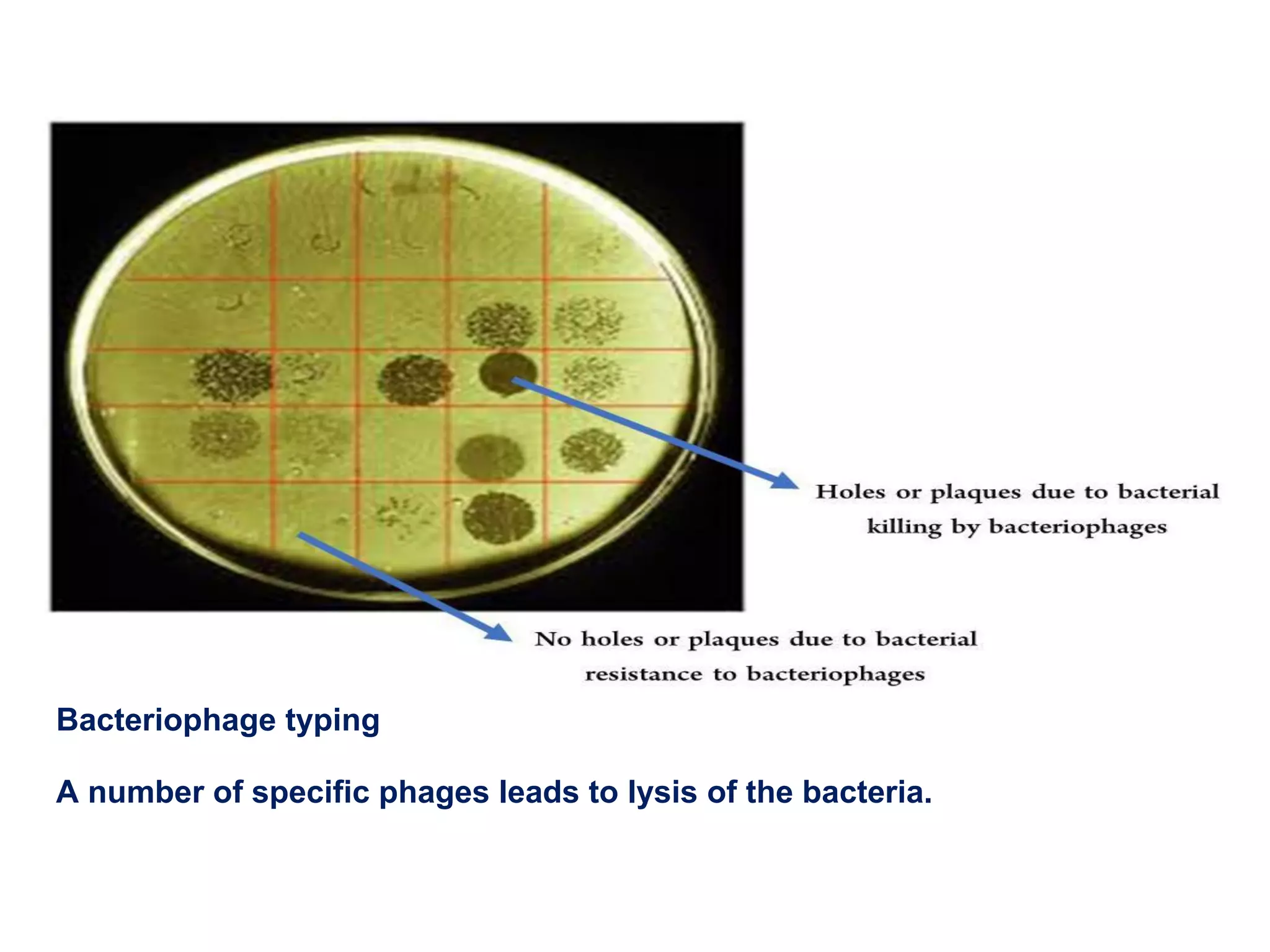 Bacteriophage typing
A number of specific phages leads to lysis of the bacteria.
 