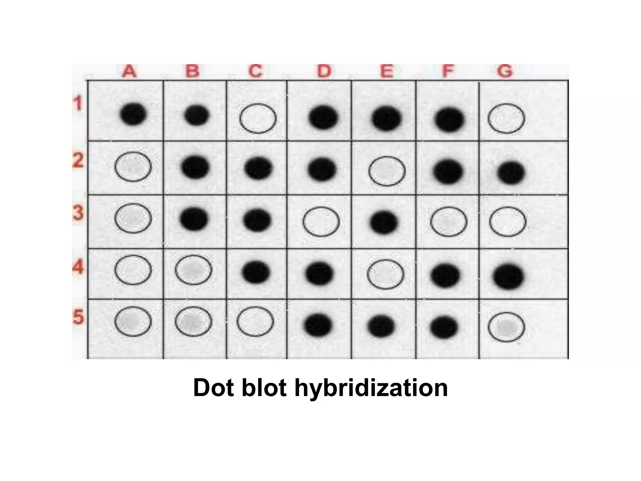 Dot blot hybridization
 