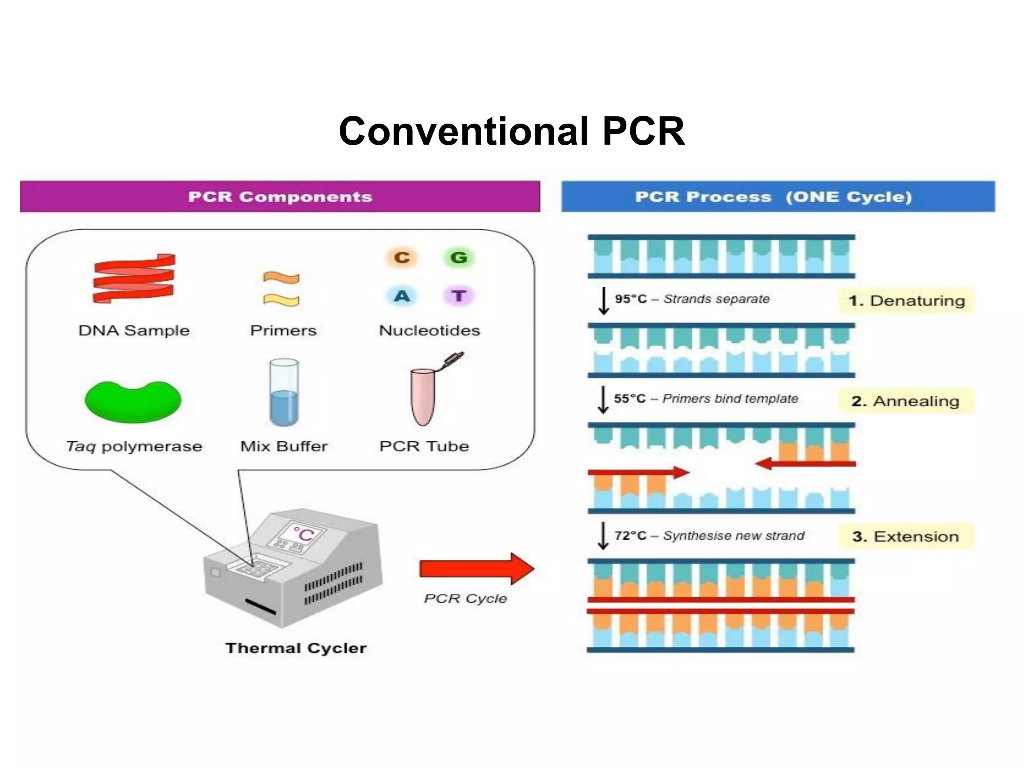 Conventional PCR
 