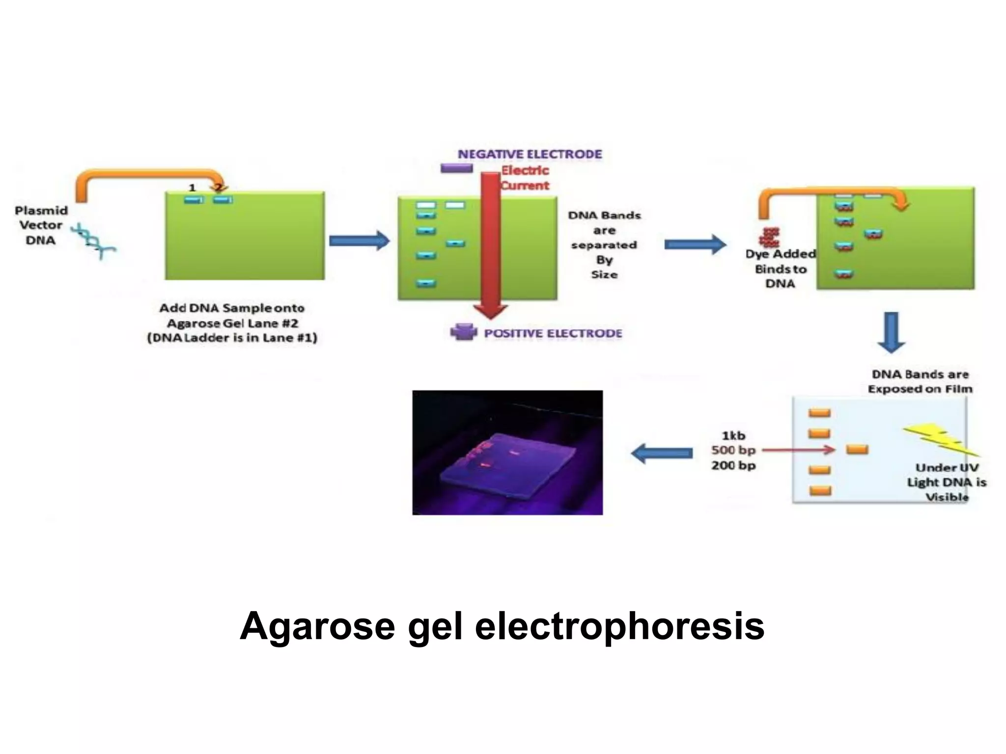 Agarose gel electrophoresis
 