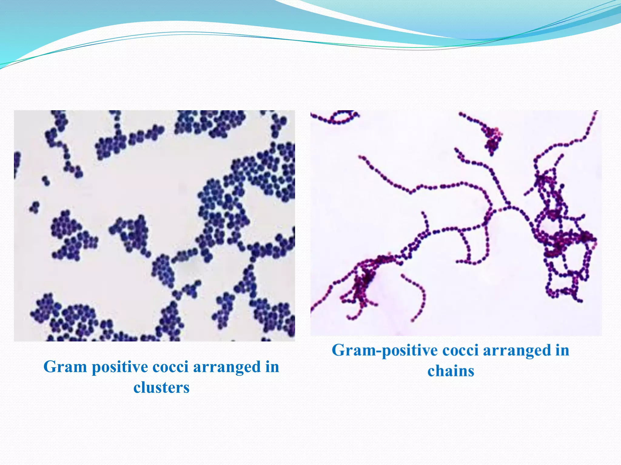 Gram positive cocci arranged in
clusters
 