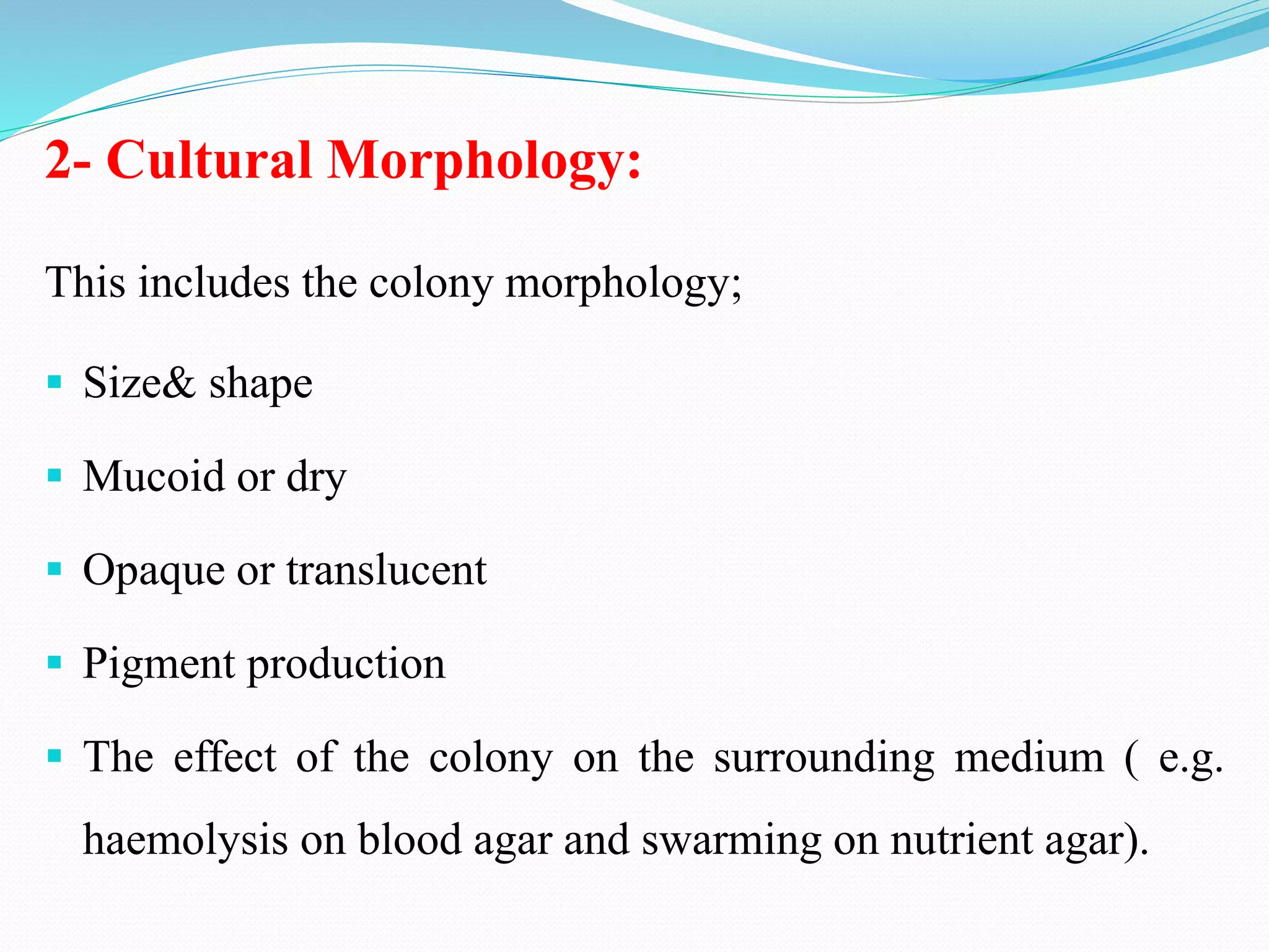 2- Cultural Morphology:
This includes the colony morphology;
▪ Size& shape
▪ Mucoid or dry
▪ Opaque or translucent
▪ Pigment production
▪ The effect of the colony on the surrounding medium ( e.g.
haemolysis on blood agar and swarming on nutrient agar).
 