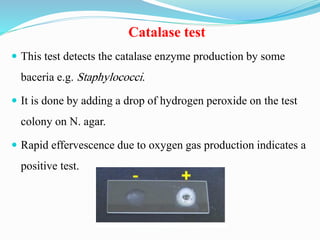 Catalase test
 This test detects the catalase enzyme production by some
baceria e.g. Staphylococci.
 It is done by adding a drop of hydrogen peroxide on the test
colony on N. agar.
 Rapid effervescence due to oxygen gas production indicates a
positive test.
 