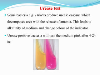 Urease test
 Some bacteria e.g. Proteus produce urease enzyme which
decomposes urea with the release of amonia. This leads to
alkalinity of medium and change colour of the indicator.
 Urease positive bacteria will turn the medium pink after 4-24
hr.
 