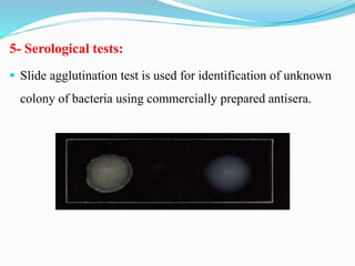 5- Serological tests:
▪ Slide agglutination test is used for identification of unknown
colony of bacteria using commercially prepared antisera.
 
