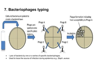 7. Bacteriophages typing
● Lysis of bacteria by one or a series of specific bacteriophages.
● Used to trace the source of infection during epidemics e.g. Staph. aureus.
 