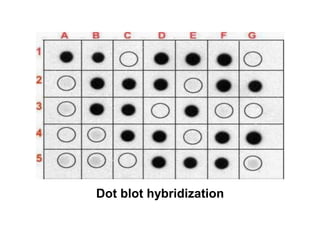 Dot blot hybridization
 