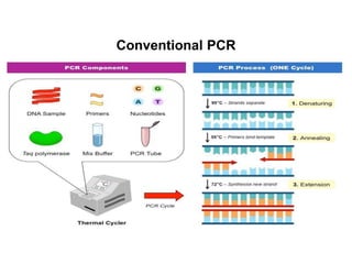 Conventional PCR
 