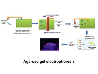 Agarose gel electrophoresis
 