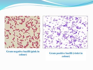 Gram positive bacilli (violet in
colour)
 