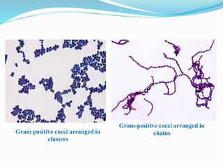 Gram positive cocci arranged in
clusters
 