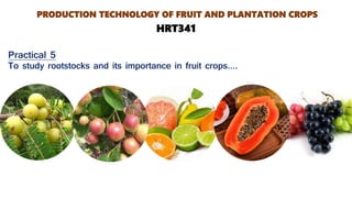 Practical 5
To study rootstocks and its importance in fruit crops….
PRODUCTION TECHNOLOGY OF FRUIT AND PLANTATION CROPS
HRT341
 