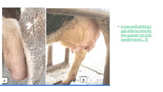 Edema Pada Sapi Practical 5 Udder Edema.pptxghehrhejeueuejeu | PPTX