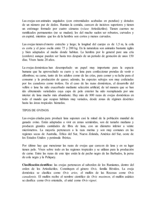 Las ovejas son animales ungulados (con extremidades acabadas en pezuñas) y dotados
de un número par de dedos. Rumian la comida, carecen de incisivos superiores y tienen
un estómago formado por cuatro cámaras (véase Artiodáctilos). Tienen cuernos no
ramificados permanentes (no se mudan); los del macho suelen ser robustos, curvados y
en espiral, mientras que los de la hembra son cortos y menos curvados.
Las ovejas tienen el morro estrecho y largo; la longitud del cuerpo es de 1,5 m, la cola
es corta y el peso oscila entre 75 y 200 kg. En la naturaleza son animales bastante ágiles
y bien adaptados al medio donde habitan. La hembra por lo general pare una cría
(cordero) aunque pueden ser hasta tres después de un periodo de gestación de unos 150
días. Viven hasta 20 años.
La ovejas domésticas han desempeñado un papel muy importante para la especie
humana que ha aprovechado su cuero y su lana para confeccionar prendas de vestir o
alfombras; su carne, tanto de los adultos como de las crías, para comer y su leche para el
consumo y la producción de queso; además, las especies salvajes son muy codiciadas
por los cazadores como trofeos. En el caso de las razas domésticas, el desarrollo del
vellón o lana ha sido exacerbado mediante selección artificial, de tal manera que se han
ido obteniendo variedades cuya capa de pelo exterior ha sido reemplazada por una
interior de lana mucho más abundante. Hay más de 800 razas de ovejas domésticas en
todo el mundo que ocupan hábitats muy variados, desde zonas de régimen desértico
hasta las áreas tropicales húmedas.
TIPOS DE OVINOS
Las ovejas criadas para producir lana suponen casi la mitad de la población mundial de
ganado ovino. Están adaptadas a vivir en zonas semiáridas, son de tamaño mediano y
producen grandes cantidades de fibra de lana, con un diámetro inferior a veinte
micrómetros. La mayoría pertenecen a la raza merina y son muy comunes en las
regiones secas de Australia, África del Sur, Nueva Zelanda, América del Sur, oeste de
los Estados Unidos y península Ibérica.
Por último hay que mencionar las razas de ovejas que carecen de lana y en su lugar
tienen pelo. Viven sobre todo en las regiones tropicales y se utilizan para la producción
de carne. Entre las razas de este tipo están la de pecho negro de las Barbados, la persa
de cola negra y la Peliquey.
Clasificación científica: las ovejas pertenecen al suborden de los Rumiantes, dentro del
orden de los Artiodáctilos. Constituyen el género Ovis, familia Bóvidos. La oveja
doméstica se clasifica como Ovis aries, el muflón de las Rocosas como Ovis
canadensis. El muflón recibe el nombre científico de Ovis musimon, el muflón asiático
se clasifica como Ovis orientalis, el urial como Ovis vignei.
 