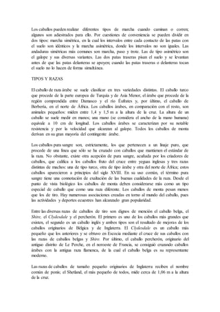 Los caballos pueden realizar diferentes tipos de marcha cuando caminan o corren;
algunos son adiestrados para ello. Por cuestiones de conveniencia se pueden dividir en
dos tipos: marcha simétrica, en la cual los intervalos entre cada contacto de las patas con
el suelo son idénticos y la marcha asimétrica, donde los intervalos no son iguales. Las
andaduras simétricas más comunes son marcha, paso y trote. Las de tipo asimétrico son
el galope y sus diversas variantes. Las dos patas traseras pisan el suelo y se levantan
antes de que las patas delanteras se apoyen; cuando las patas traseras o delanteras tocan
el suelo no lo hacen de forma simultánea.
TIPOS Y RAZAS
El caballo de raza árabe se suele clasificar en tres variedades distintas. El caballo turco
que procede de la parte europea de Turquía y de Asia Menor, el árabe que procede de la
región comprendida entre Damasco y el río Éufrates y, por último, el caballo de
Berbería, en el norte de África. Los caballos árabes, en comparación con el resto, son
animales pequeños: miden entre 1,4 y 1,5 m a la altura de la cruz. La altura de un
caballo se suele medir en manos; una mano (se considera el ancho de la mano humana)
equivale a 10 cm de longitud. Los caballos árabes se caracterizan por su notable
resistencia y por la velocidad que alcanzan al galope. Todos los caballos de monta
derivan en su gran mayoría del contingente árabe.
Los caballos pura sangre son, estrictamente, los que pertenecen a un linaje puro, que
procede de una línea que sólo se ha cruzado con caballos que mantienen el estándar de
la raza. No obstante, existe otra acepción de pura sangre, acuñada por los criadores de
caballos, que califica a los caballos fruto del cruce entre yeguas inglesas y tres razas
distintas de machos: una de tipo turco, otra de tipo árabe y otra del norte de África; estos
caballos aparecieron a principios del siglo XVIII. En su uso común, el término pura
sangre tiene una connotación de exaltación de las buenas cualidades de la raza. Desde el
punto de vista biológico los caballos de monta deben considerarse más como un tipo
especial de caballo que como una raza diferente. Los caballos de monta pesan menos
que los de tiro. Hay numerosas asociaciones creadas en torno al mundo del caballo, pues
las actividades y deportes ecuestres han alcanzado gran popularidad.
Entre las diversas razas de caballos de tiro son dignos de mención el caballo belga, el
Shire, el Clydesdale y el percherón. El primero es uno de los caballos más grandes que
existen, el segundo es un caballo inglés y ambos tipos son el resultado de mejoras de los
caballos originarios de Bélgica y de Inglaterra. El Clydesdale es un caballo más
pequeño que los anteriores y se obtuvo en Escocia mediante el cruce de sus caballos con
las razas de caballos belgas y Shire. Por último, el caballo percherón, originario del
antiguo distrito de Le Perche, en el noroeste de Francia, se consiguió cruzando caballos
árabes con la antigua raza flamenca, de la cual el caballo belga es su representante
moderno.
Las razas de caballos de tamaño pequeño originarios de Inglaterra reciben el nombre
común de ponis; el Shetland, el más pequeño de todos, mide cerca de 1,06 m a la altura
de la cruz.
 