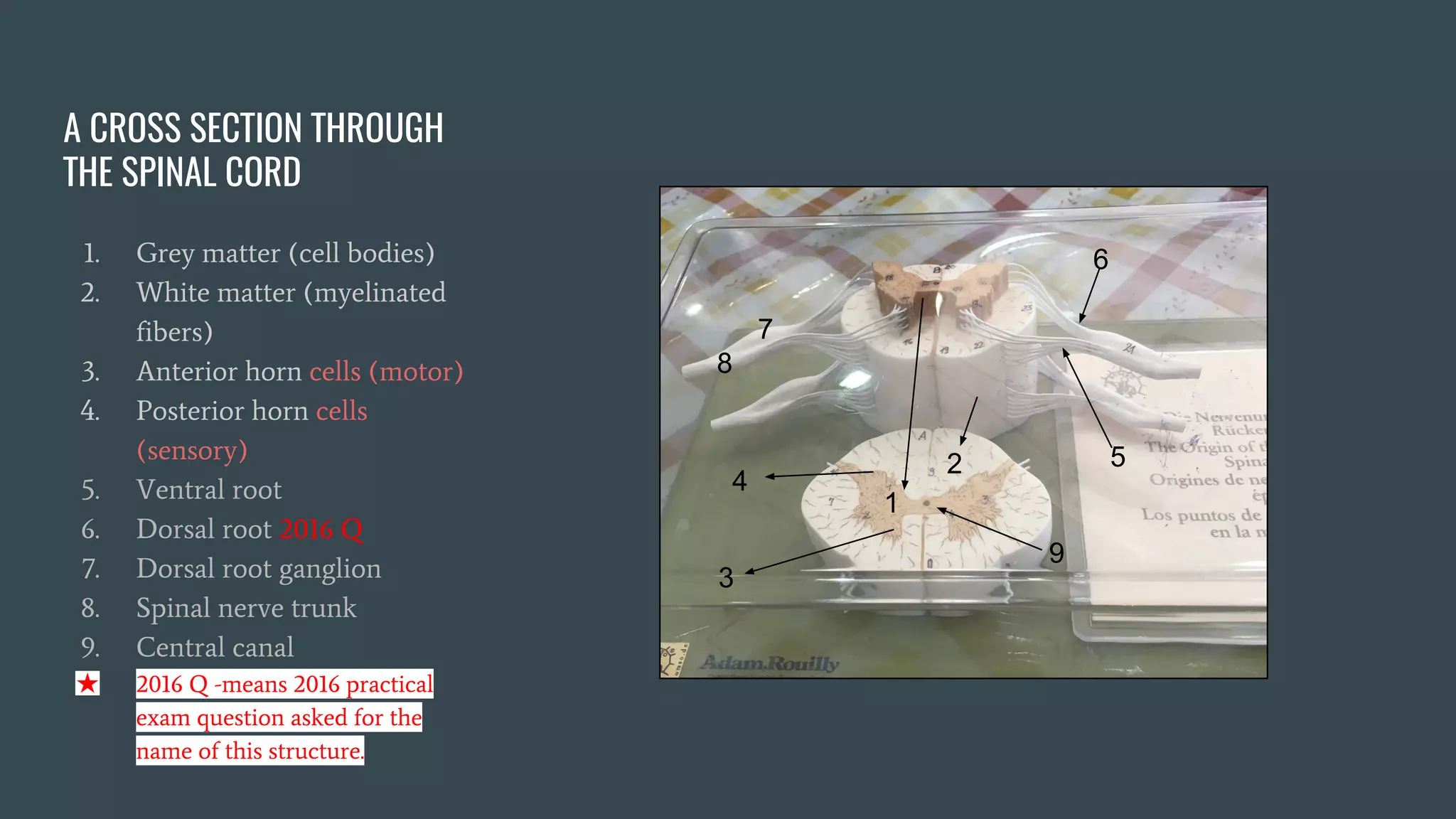 Practical Anatomy Anatomy Models Labeled For Medical