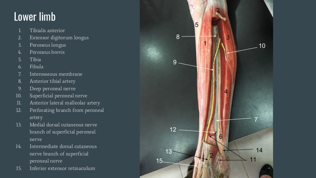 Practical anatomy. Practical anatomy