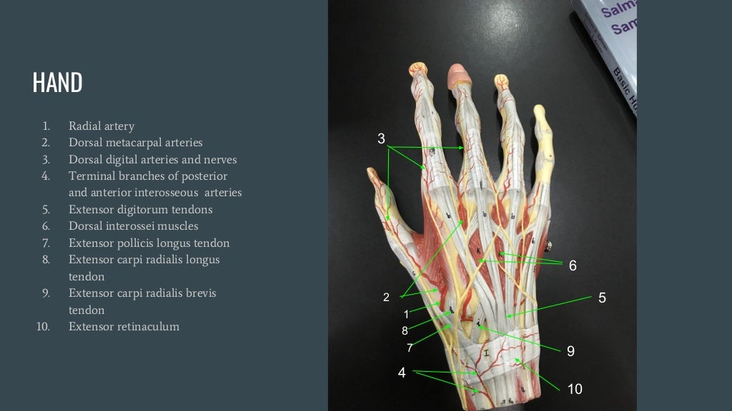 Practical anatomy _ anatomy models labeled for medical students