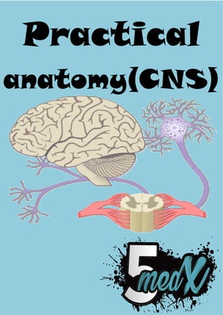 Practical
anatomy(CNS)
 