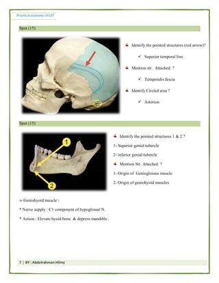 Muscle/bone Practical Practical anatomy of the git | PDF