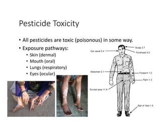 Practical Application of Pesticides | PDF