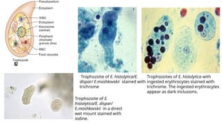 Practical charts - intestinal protozoans.pptx