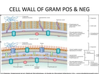practical_gram_staining.ppt | Chemistry | Science