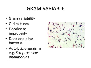 Mechanism Of Gram Variability In Select Bacteria – ONDMA