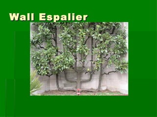 Wall Espalier 