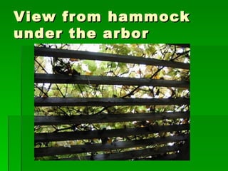 View from hammock under the arbor 