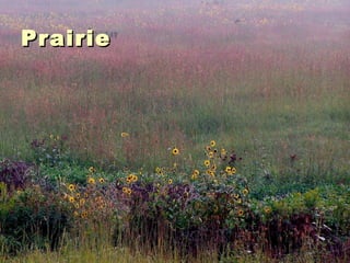 Prairie 