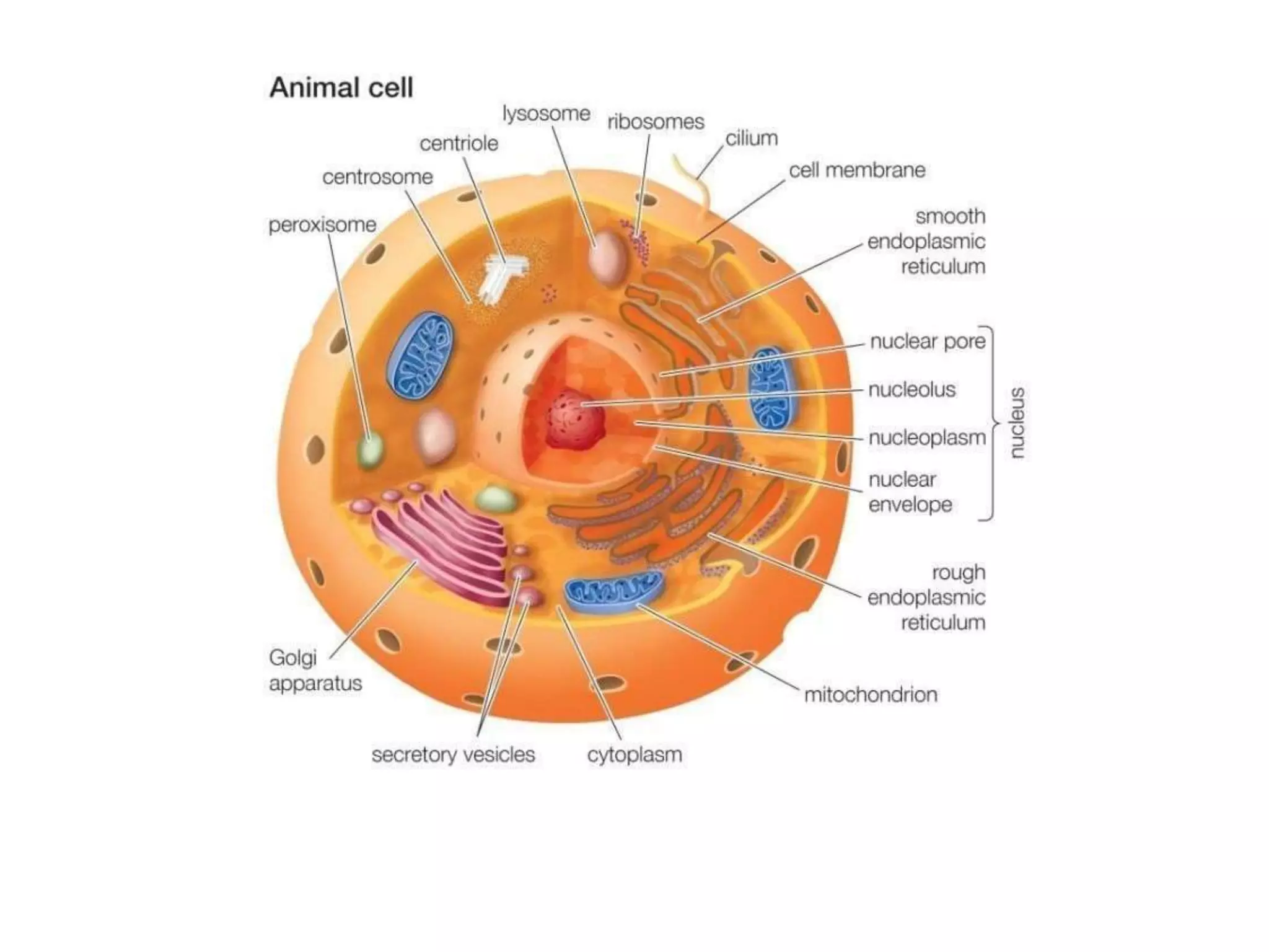 Practical lesson № 1-1.pptx