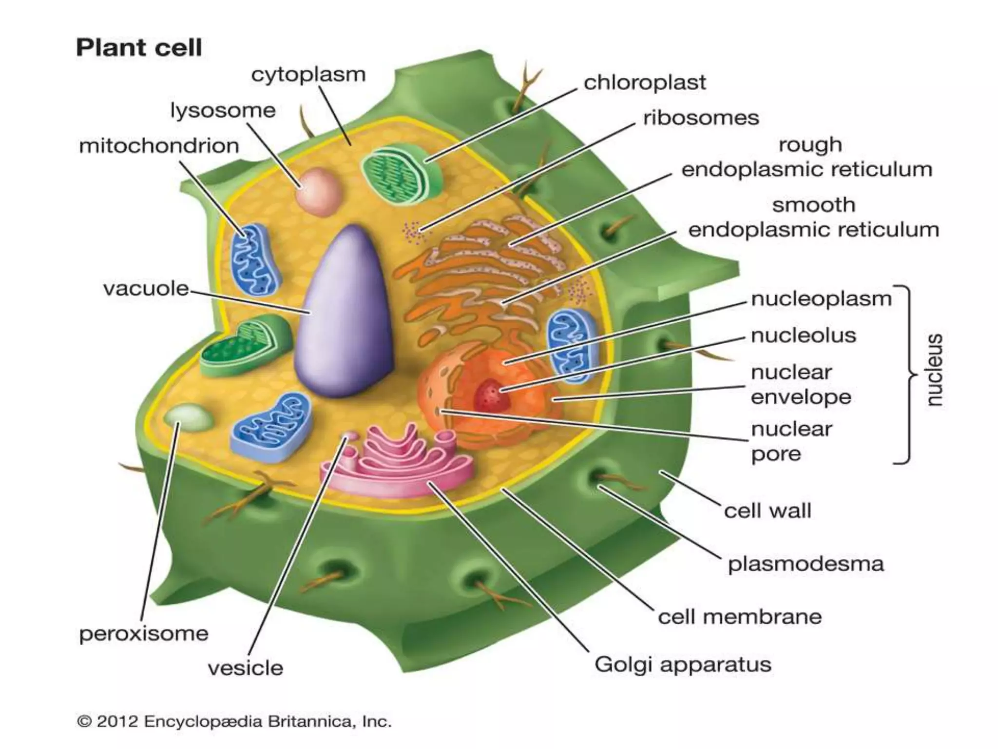 Practical lesson № 1-1.pptx