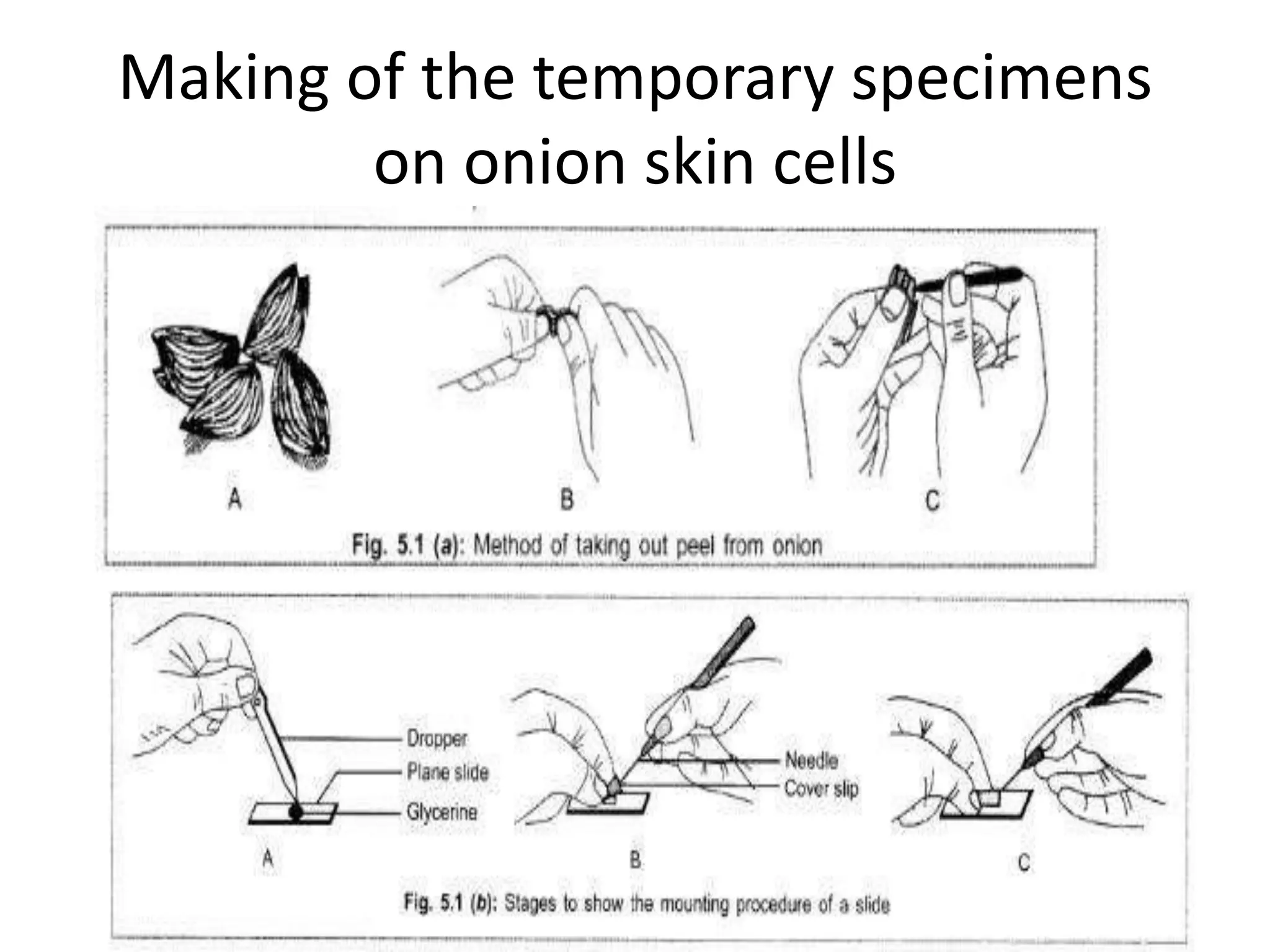 Making of the temporary specimens
on onion skin cells