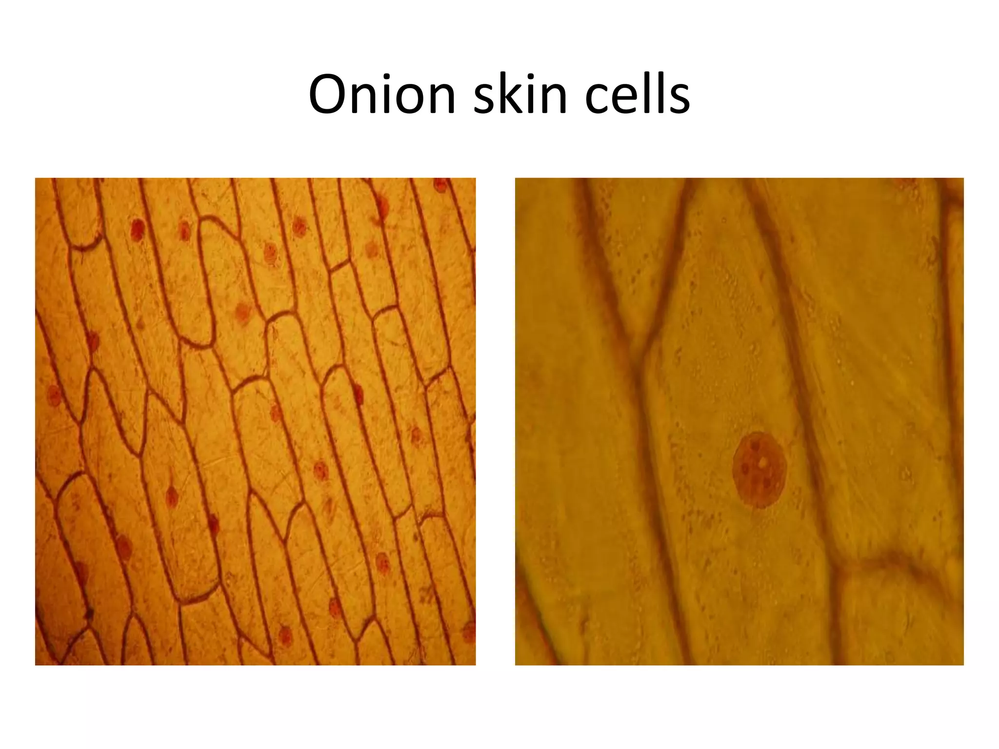 Onion skin cells