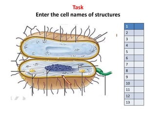 Task
Enter the cell names of structures
1
2
3
4
5
6
7
8
9
10
11
12
13
 