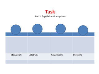 Task
Sketch flagella location options
Monotrichs Lofotrich Amphitrichi Peretrihi
 