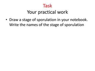 Task
Your practical work
• Draw a stage of sporulation in your notebook.
Write the names of the stage of sporulation
 