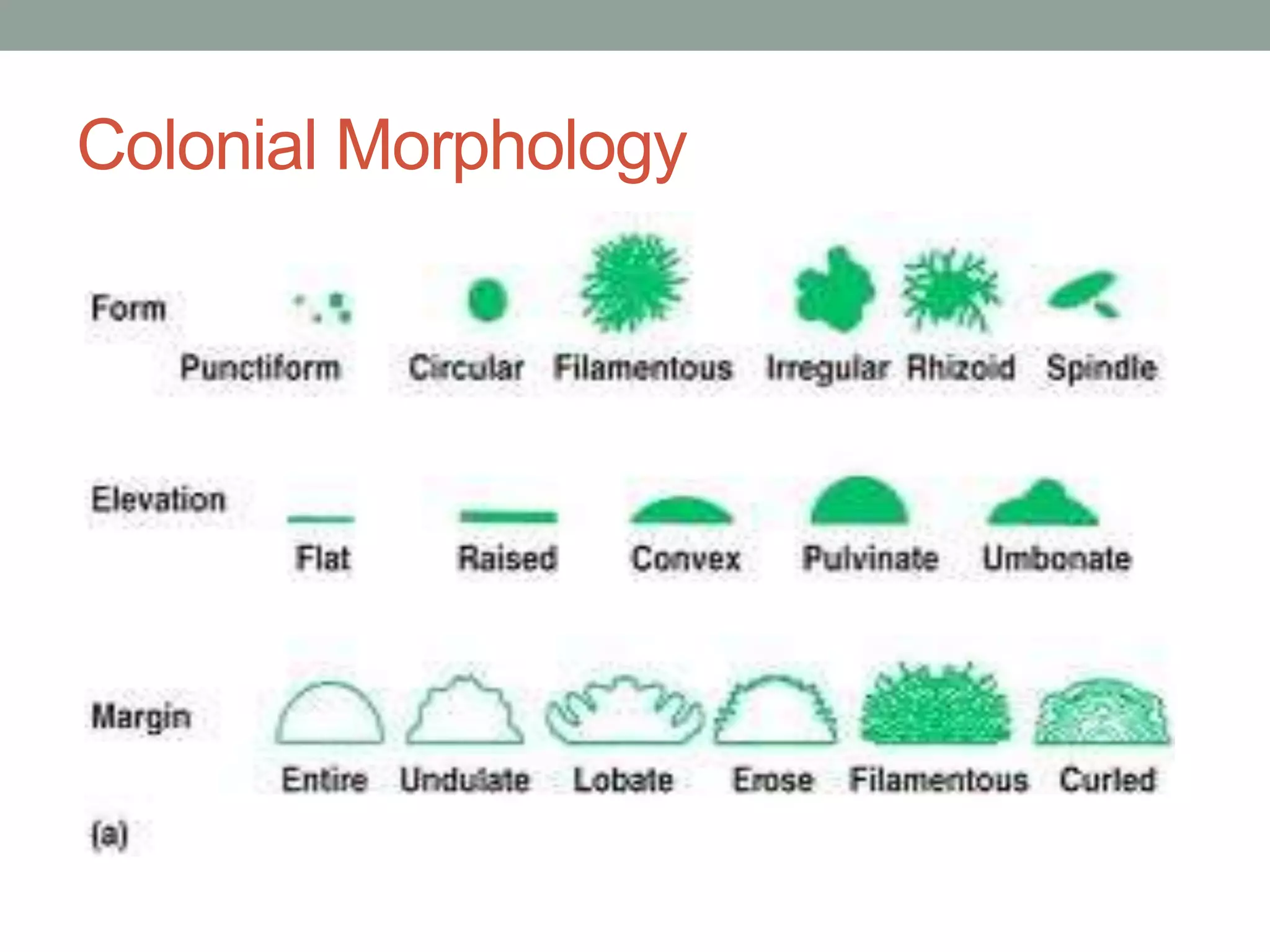 Colonial Morphology
 