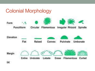 Colonial Morphology
 