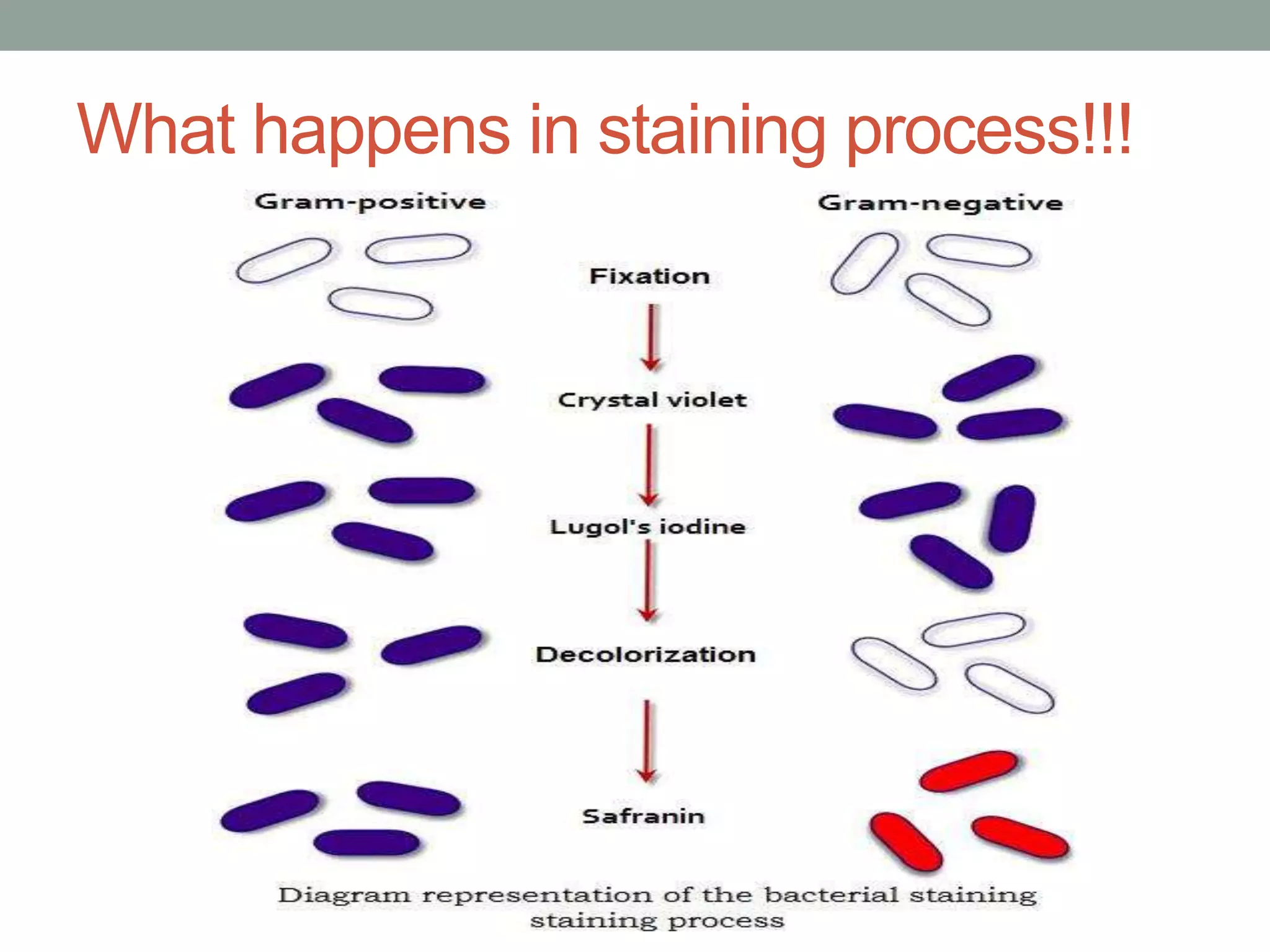 What happens in staining process!!!