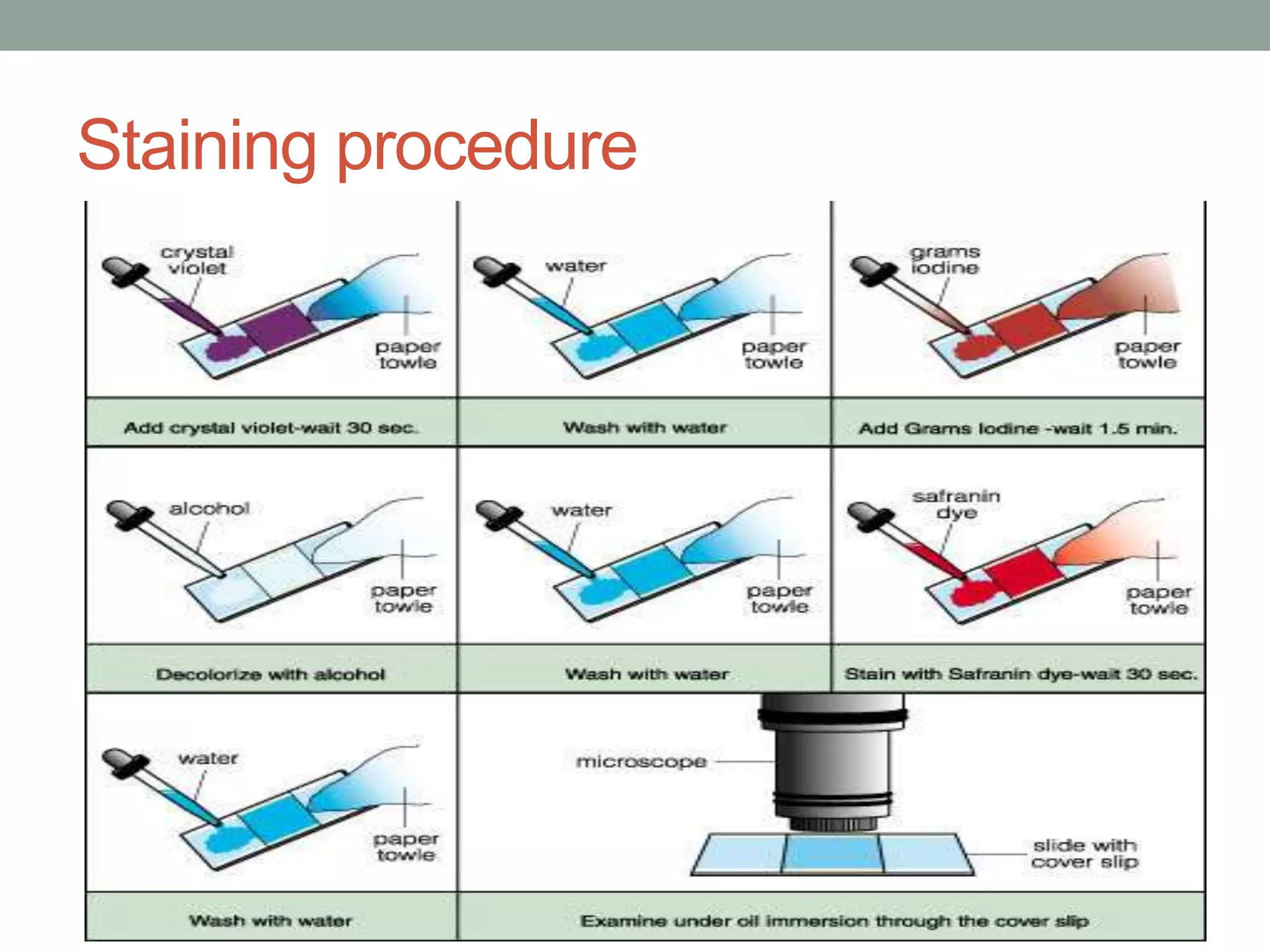 Staining procedure