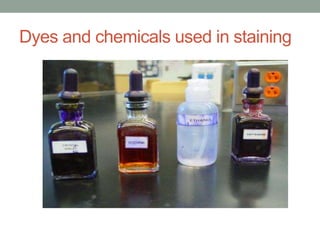 Dyes and chemicals used in staining
 