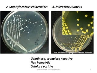 Dr.Mohamed El Zowalaty-ENV 341 10
2. Staphylococcus epidermidis 3. Micrococcus luteus
Gelatinase, coagulase negative
Non hemolytic
Catalase positive
 