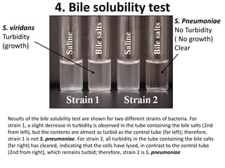 Dr Mohamed Ezzat-ENV 341 24
Results of the bile solubility test are shown for two different strains of bacteria. For
strain 1, a slight decrease in turbidity is observed in the tube containing the bile salts (2nd
from left), but the contents are almost as turbid as the control tube (far left); therefore,
strain 1 is not S. pneumoniae. For strain 2, all turbidity in the tube containing the bile salts
(far right) has cleared, indicating that the cells have lysed, in contrast to the control tube
(2nd from right), which remains turbid; therefore, strain 2 is S. pneumoniae
4. Bile solubility test
S. Pneumoniae
No Turbidity
( No growth)
Clear
S. viridans
Turbidity
(growth)
 